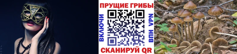 Псилоцибиновые грибы GOLDEN TEACHER  Гагарин 